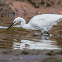 Little Egret