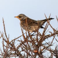 Fieldfare