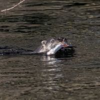 Otter