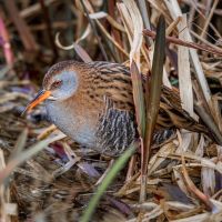 Water Rail