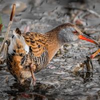 Water Rail