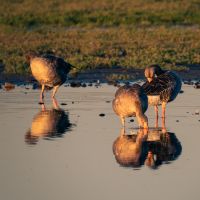 Greylag geese