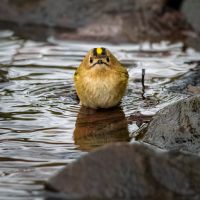 Goldcrest