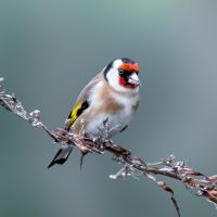 Goldfinch