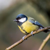 Great Tit