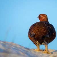 Grouse in the snow