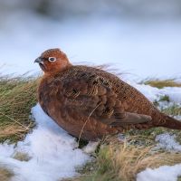 Grouse in the snow