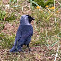 Jackdaw