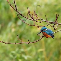 Kingfisher