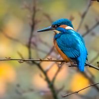 Kingfisher