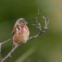 Linnet