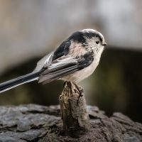 Long Tailed Tit