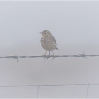 Meadow Pipit