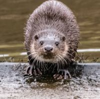 Otter