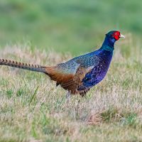 Melanistic Pheasant