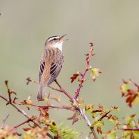 Sedge Warbler