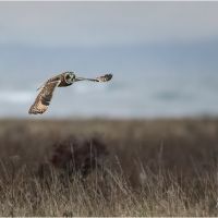 Short Eared owl