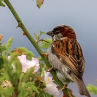 Sparrow