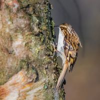 Treecreeper