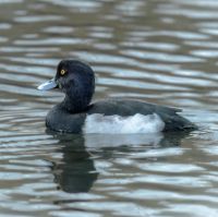 Tufted duck