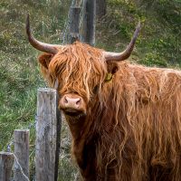 Highland Cow