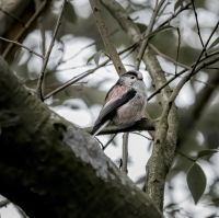 Long Tailed Tit