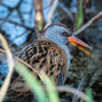 Water Rail