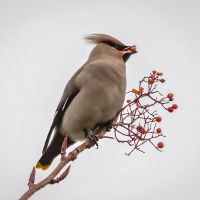 Waxwing