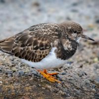 Turnstone