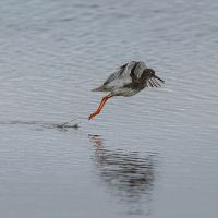 Redshank