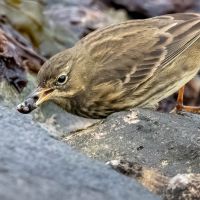 Rock Pipit