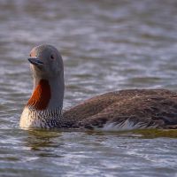 Red Throated Diver