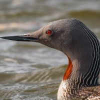 Red Throated Diver