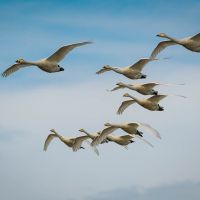 Whooper swans