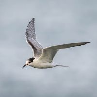 Tern