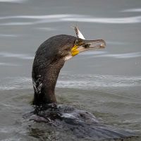 Cormorant