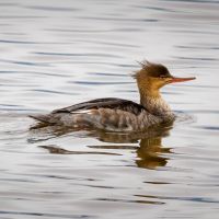 Red Breasted Merganser