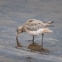 Bar Tailed Godwit