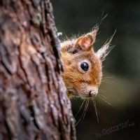 Red Squirrel