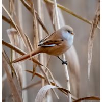 Bearded Reedling