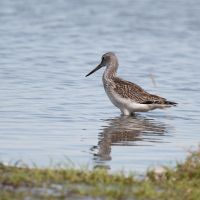 Greenshank