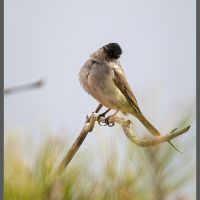 Blackcap