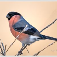 Bullfinch