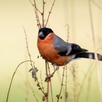 Bullfinch