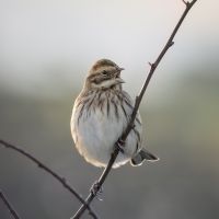 Reed Bunting