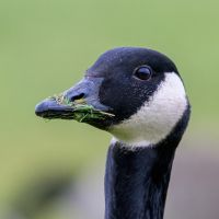 Canada Goose