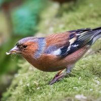 Chaffinch