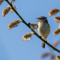 chiff chaff