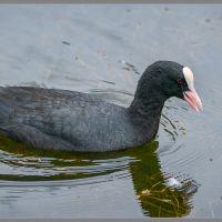 coot