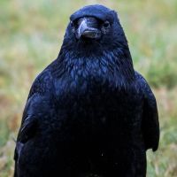 Crow